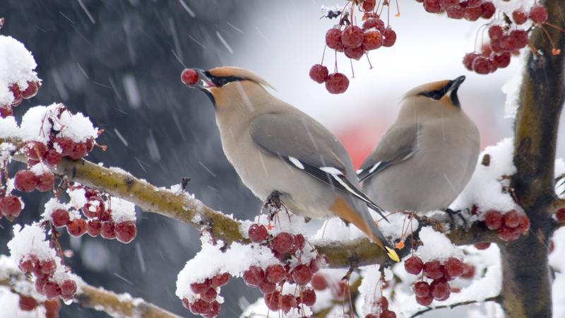 Parue dans : Oiseaux du Québec