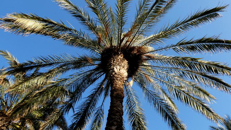 Parue dans : La Carihuela