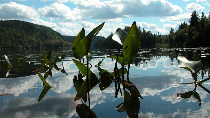 Parue dans : Parc national de la Mauricie