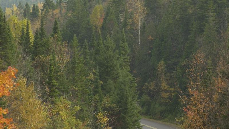 Parue dans : Parc national de la Mauricie