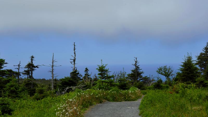 Parue dans : Skyline Trail ( Île du Cap Breton )