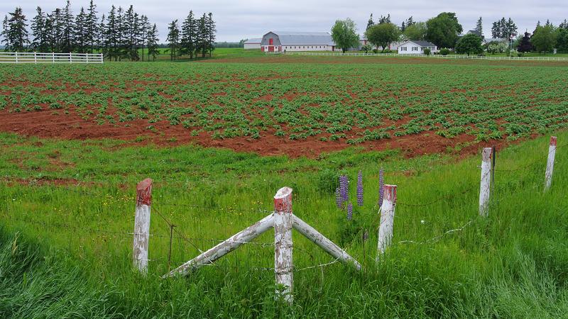 Parue dans : L'Île-du-Prince-Édouard