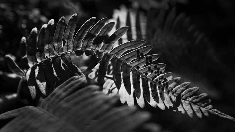 Parue dans : Nature en noir et blanc
