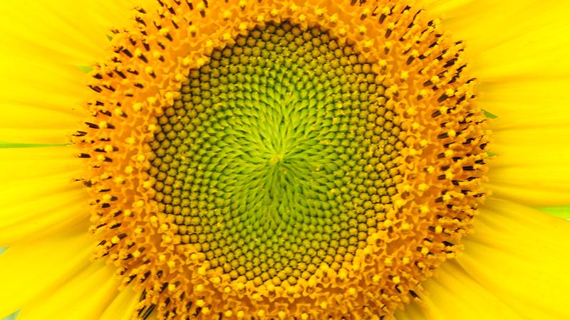 Parue dans : Macrophotographie