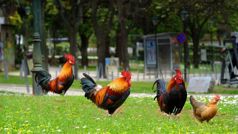 Parue dans : Lisbonne, entre rails et pavés