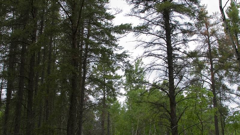 Parue dans : Lac Saint-Jean
