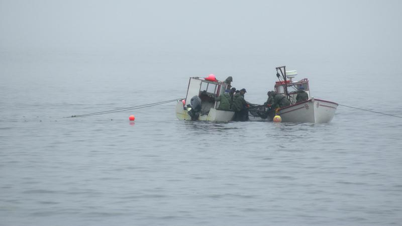 Parue dans : La côte du Labrador