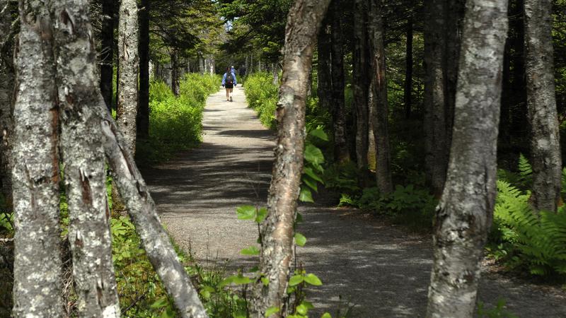Parue dans : Skyline Trail ( Île du Cap Breton )