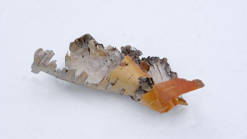 Parue dans : Nature hivernale