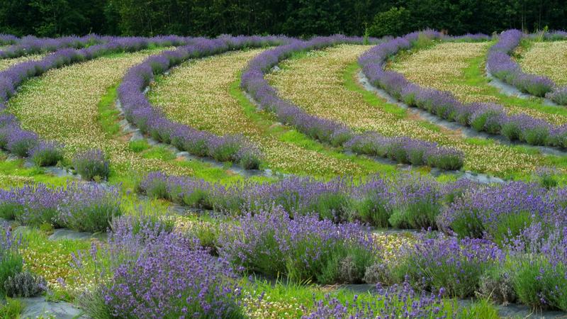 Parue dans : Mauricie