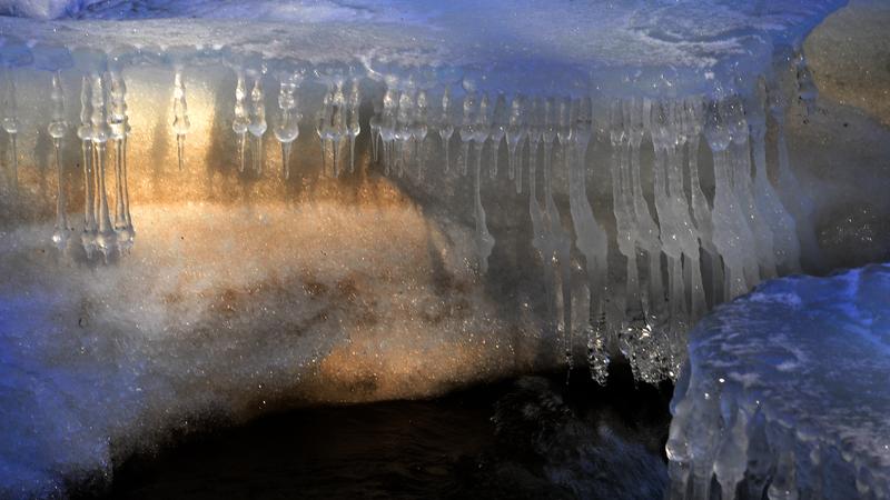 Parue dans : Nature hivernale