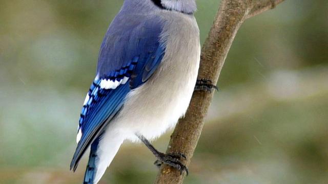 Parue dans : Oiseaux du Québec