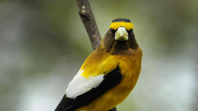 Parue dans : Oiseaux du Québec