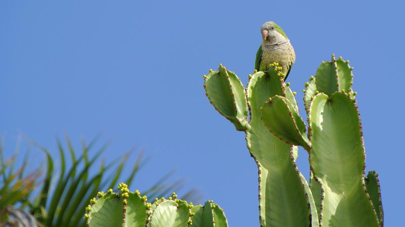 Parue dans : Promenade La Carihuela
