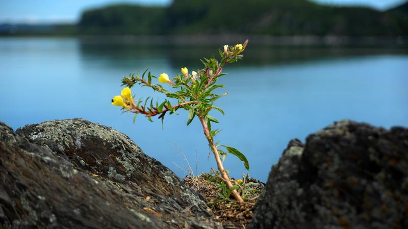 Parue dans : Parc national du Bic