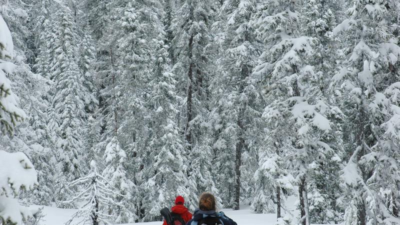 Parue dans : Monts Uapishka (Groulx)