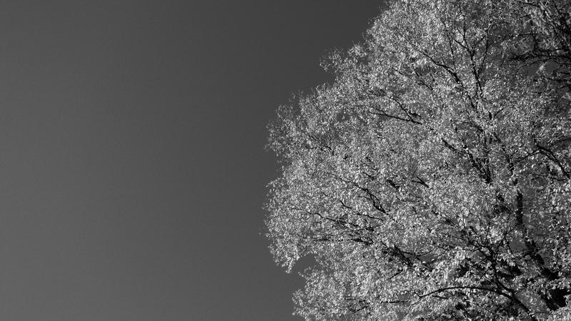 Parue dans : Spécial noir et blanc