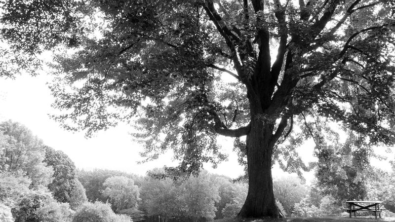 Parue dans : Québec en noir et blanc
