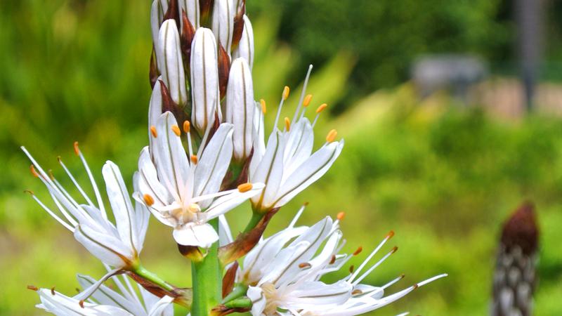 Parue dans : Lisbonne : jardins, parcs et églises