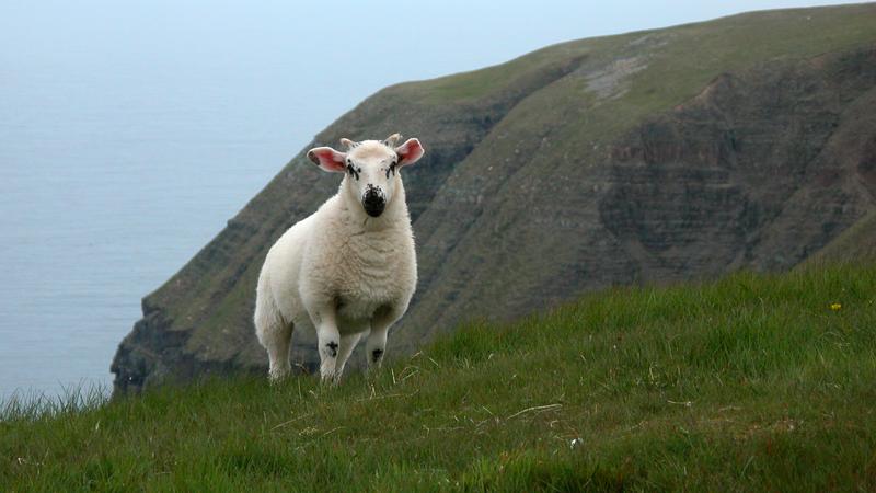 Parue dans : Terre-Neuve
