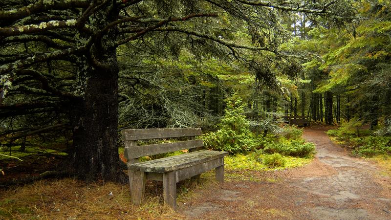 Parue dans : Parc national du Bic