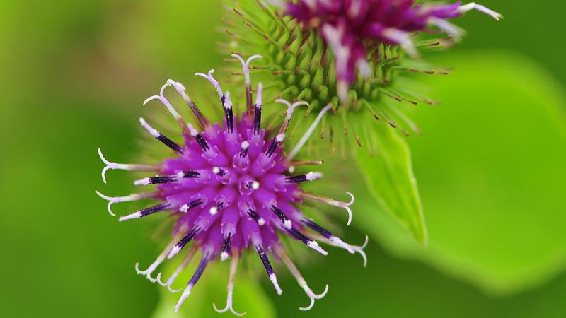 Parue dans : Macrophotographie