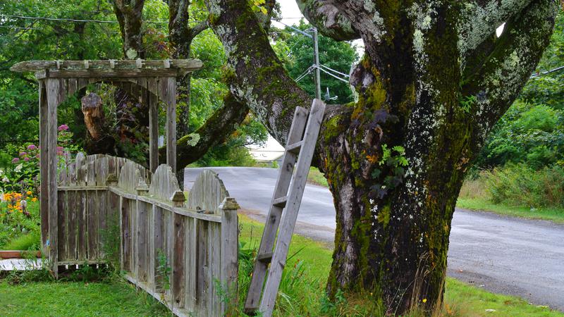 Parue dans : L'île Grand Manan