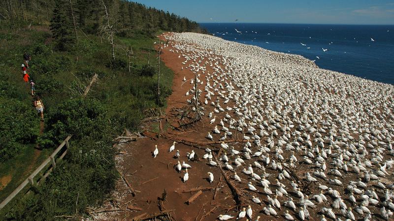 Parue dans : Le tour de l'île Bonaventure