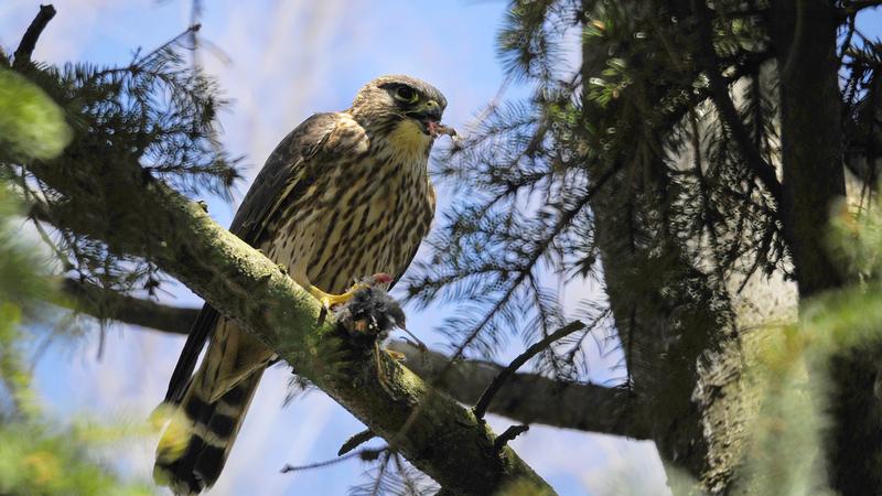 Parue dans : Oiseaux du Québec
