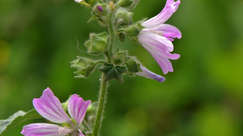 Parue dans : Un jardin fleuri