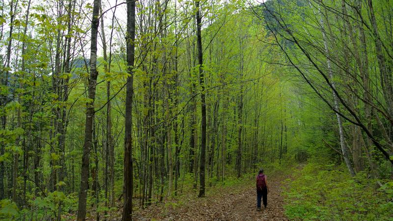 Parue dans : Parc national de la Jacques-Cartier