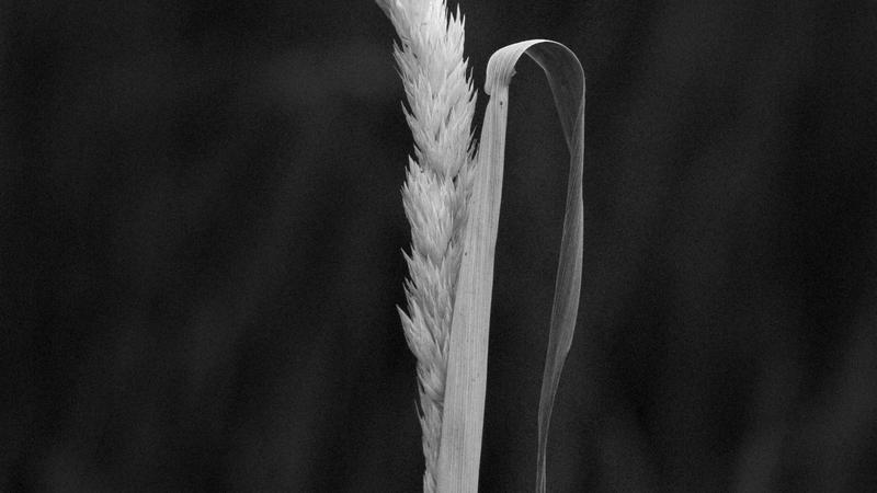 Parue dans : Nature en noir et blanc