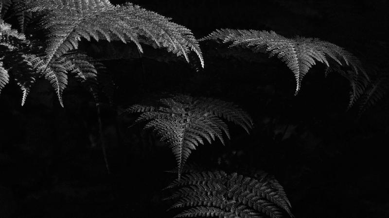Parue dans : Nature en noir et blanc