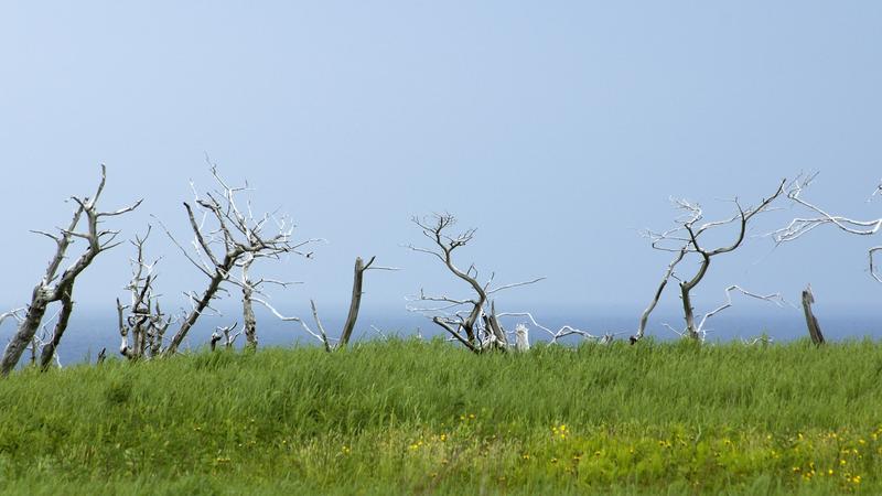 Parue dans : Terre Neuve deuxième voyage