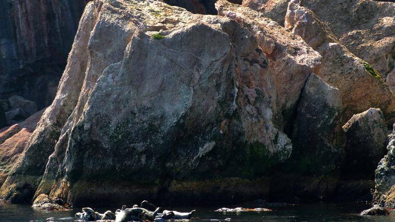Parue dans : Le tour de l'île Bonaventure
