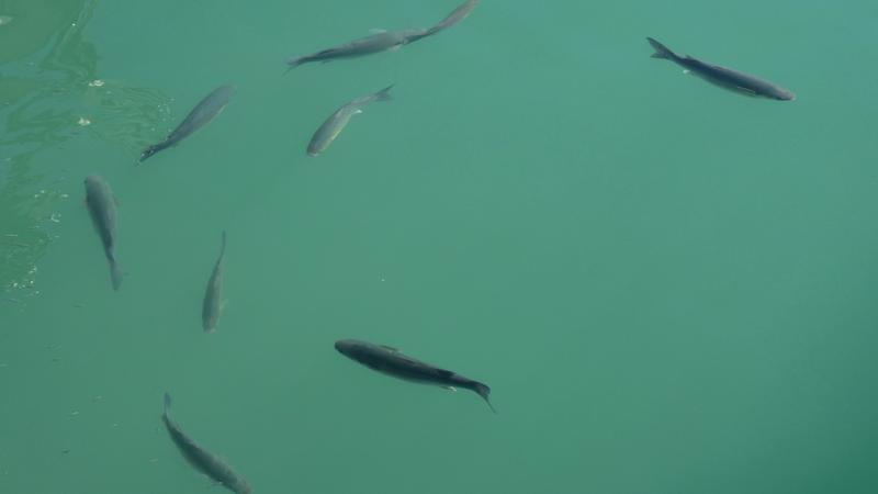 Parue dans : Benalmadena