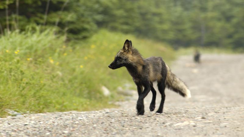 Parue dans : Terre Neuve deuxième voyage