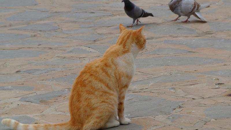 Parue dans : Promenade La Carihuela