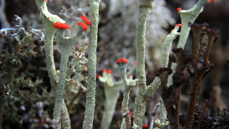 Parue dans : Champignons