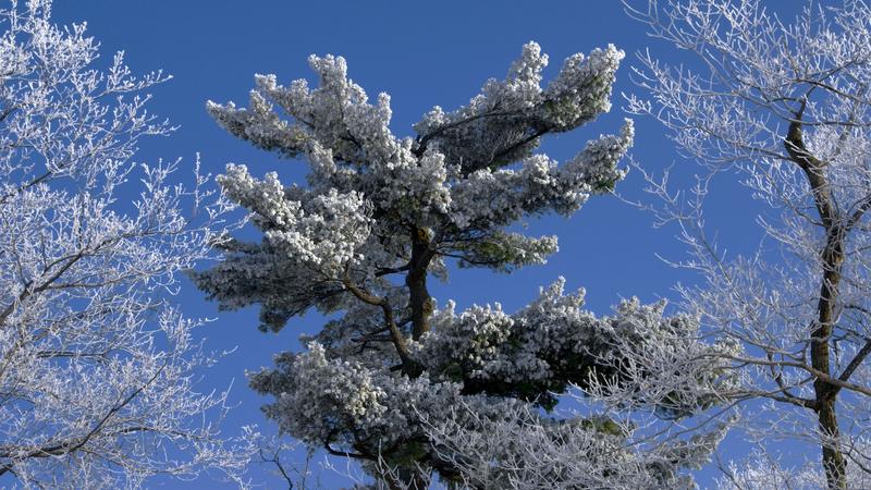 Parue dans : Nature hivernale