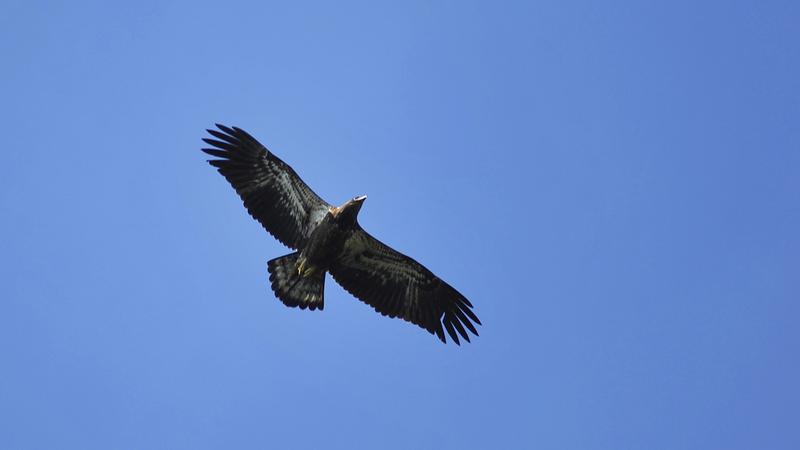 Parue dans : Parc national Forillon