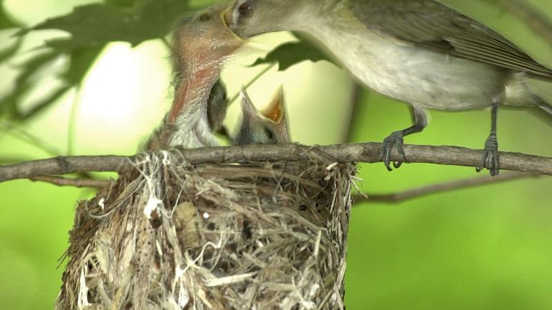 Parue dans : Oiseaux du Québec
