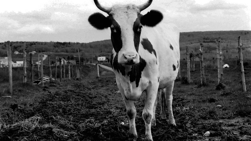 Parue dans : Spécial noir et blanc
