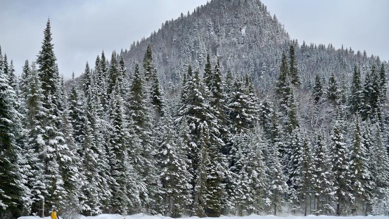 Parue dans : Parc national de la Jacques-Cartier