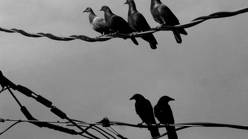 Parue dans : Spécial noir et blanc