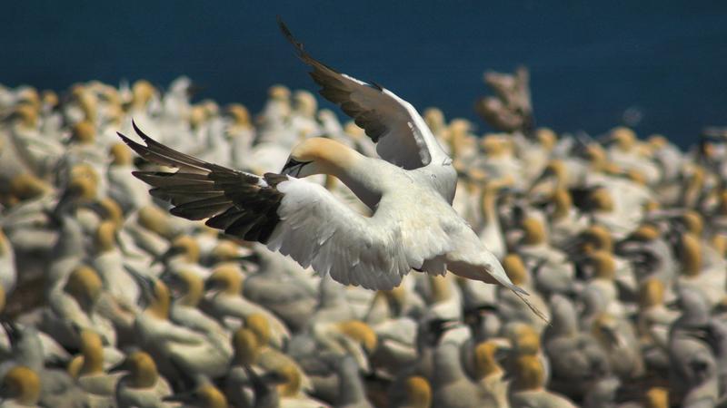 Parue dans : Le tour de l'île Bonaventure