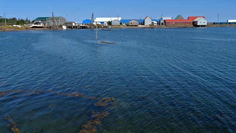 Parue dans : L'île Grand Manan