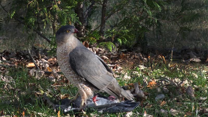Parue dans : Oiseaux du Québec